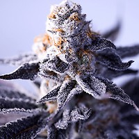 Hazy Girl Feminised Seeds - 5