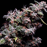 Hazy Kush S1 Feminised Seeds - 5