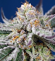 Orange Apricot Glue XL Auto Feminised Seeds