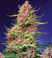 Strawberry Cola Sherbet F1 Fast Feminised Seeds