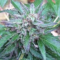 Early Bubba Regular Seeds - 10