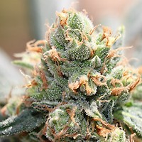 HashTonic Feminised Seeds - 5