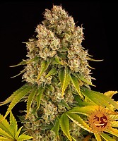 Cheese Auto Feminised Seeds