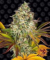 Cookies Kush Auto Feminised Seeds