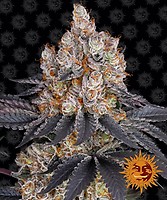 Gelato Feminised Seeds