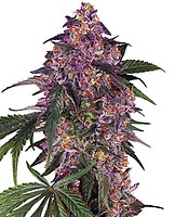 Sensi Purple Kush Feminised Seeds