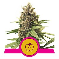 Apple Fritter Feminised Seeds