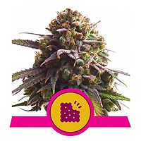 Biscotti Feminised Seeds