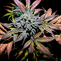 Pinot Noir Auto Feminised Seeds