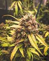 Bear Assed Monkey Auto Feminised Seeds