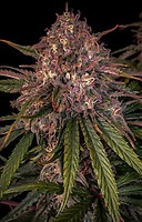 Sour Crinkle Auto Feminised Seeds