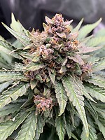 Forgotten Strawberries Auto Feminised Seeds