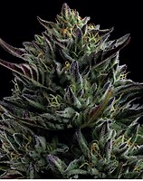 California Octane Feminised Seeds