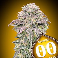 Mimosa Feminised Seeds