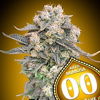 Mimosa Auto Feminised Seeds