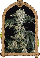 Sugar Larry Feminised Seeds