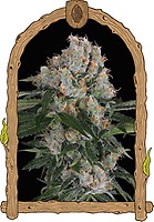 Artic Flurry Feminised Seeds