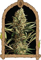 Strawberry Cube Auto Feminised Seeds