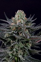Caramba Feminised Seeds