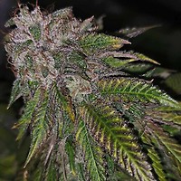 Dirty Kuntz Feminised Seeds - 5