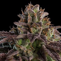 Kmintz Auto Feminised Seeds