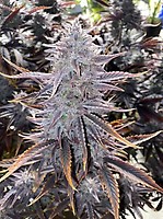 Ghost Toof Auto Feminised Seeds