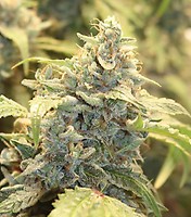Creme-Tasmo Auto Feminised Seeds