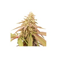 Purple OG Punch Auto Feminised Seeds