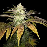Orangesicle Feminised Seeds