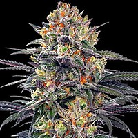 Jealous Mary Auto Feminised Seeds - 5