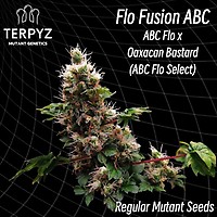 Flo Fusion ABC Regular Seeds