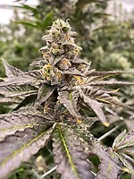 Gummy Mintz Auto Feminised Seeds