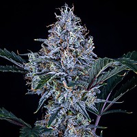 Sundae Thumper Auto Feminised Seeds