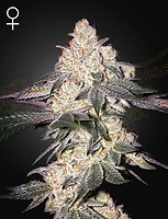 Moweeto Feminised Seeds