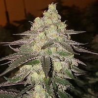 Banana Daddy RBX2 Auto Feminised Seeds
