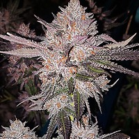 OG Kush Auto Feminised Seeds