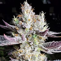 BooBerry Cookies RBX Feminised Seeds
