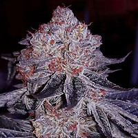 Cherry Gar-See-Ya R1 Feminised Seeds