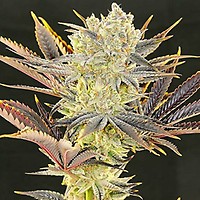 Citradelic Sunset Feminised Seeds
