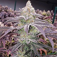 Colin OG RBX Feminised Seeds