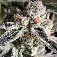 Crescendo RBX1 Feminised Seeds