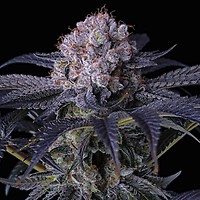 Grape Balls of Fire RBx Feminised Seeds