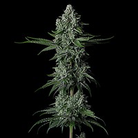 Grandpa's Stash R2 Feminised Seeds