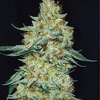 Member Berry RBX1 Feminised Seeds