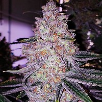 Planet of the Grapes RBX Feminised Seeds