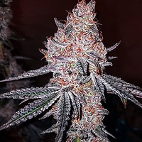 Strawberry Cookies OG R1 Feminised Seeds