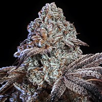 Psy-Op R1 Feminsed Seeds