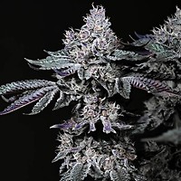 Nuggz R1 Feminised Seeds