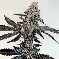 Slaphappy Feminised Seeds