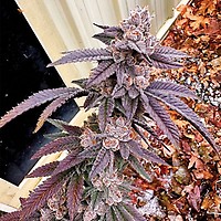 Yikes Feminised Seeds